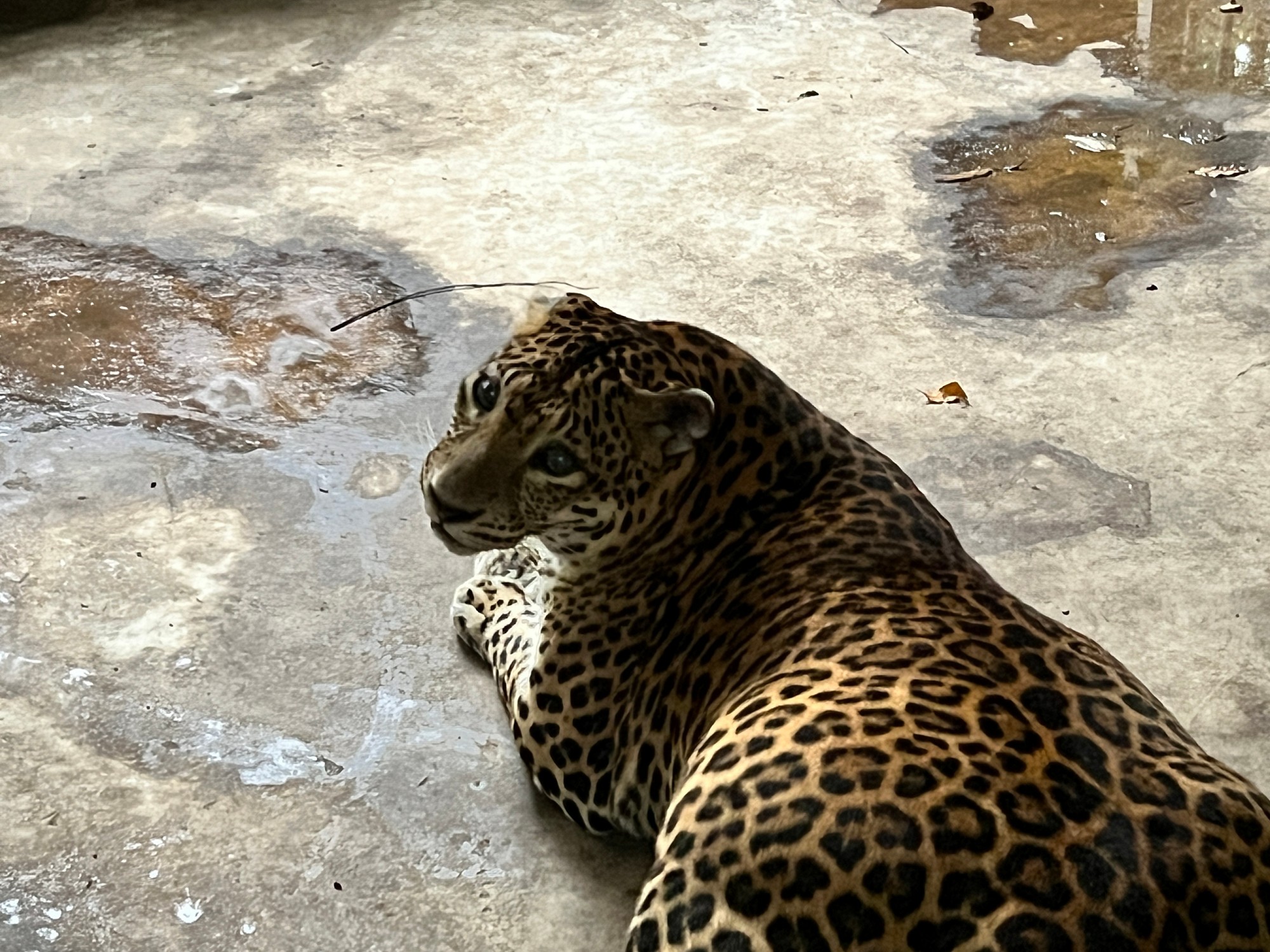 cheetah seated in captivity