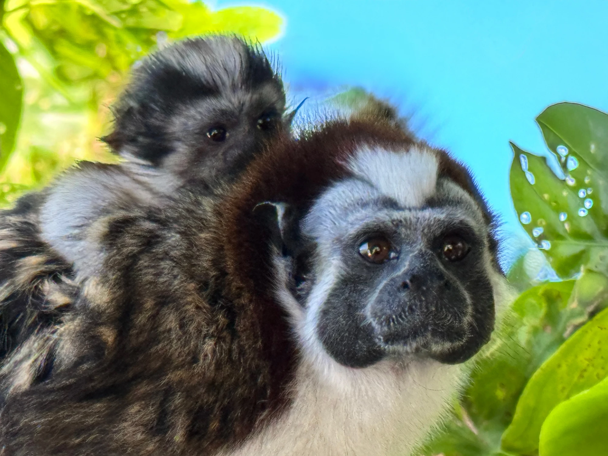 Review of Financial Arrangements in GEF Support to Biodiversity Projects