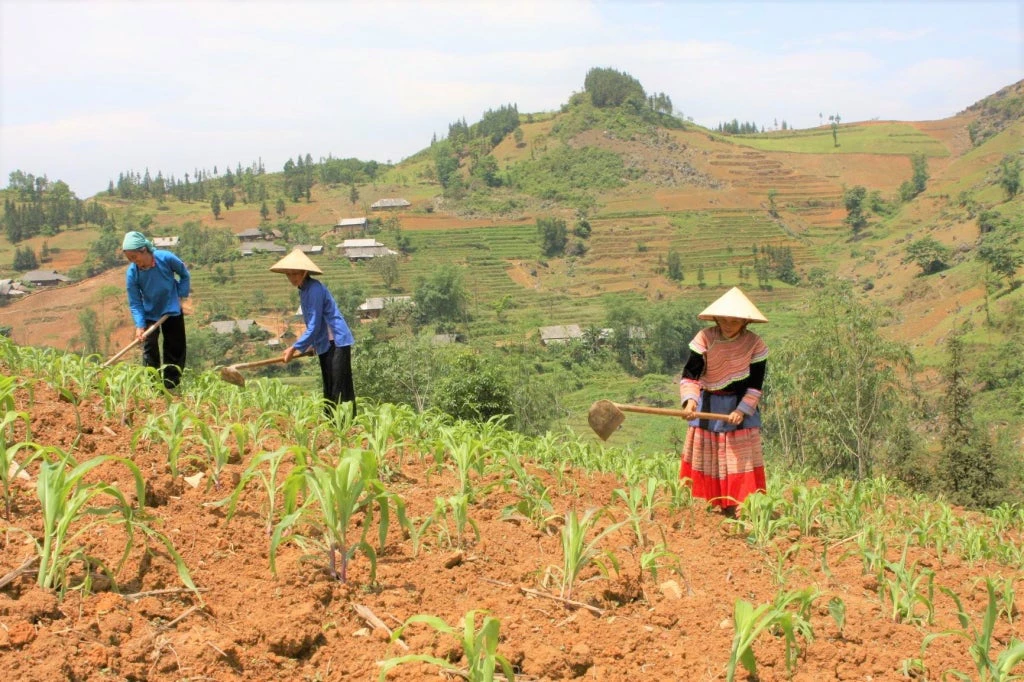 Ethnic women working on a farm in Luong Son, Lao Cai Province. 
