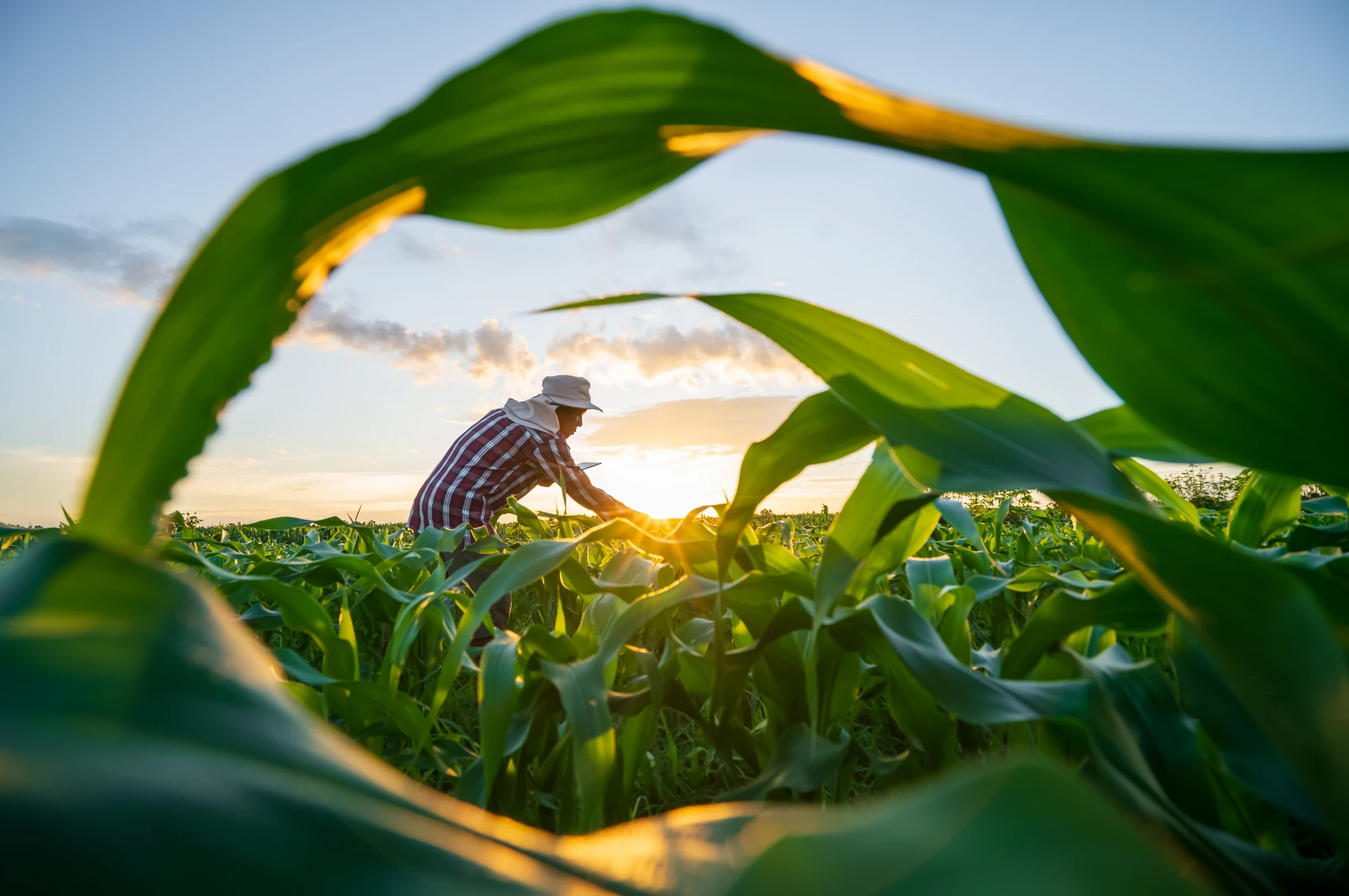 Blurred image. Farmers use tablets to analyze data and experiment with growing corn. AI data innovation improves cultivation efficiency for quality. Analysis of farmer corn farming agriculture concept