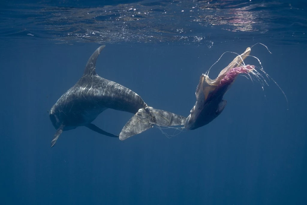 Rissos dolphin (Grampus griseus) entangles in fishing line and plastic bags, Indian Ocean