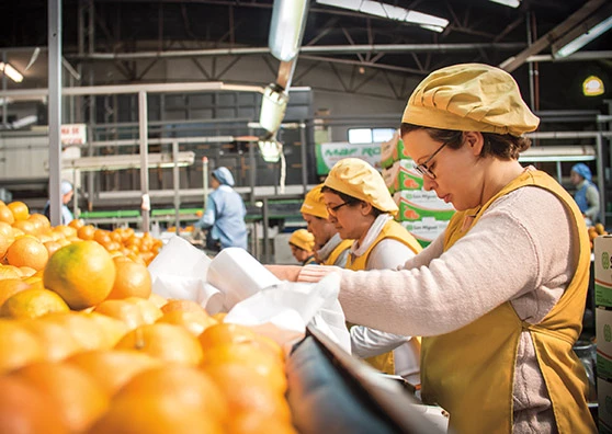 Workers at a produce sorting facility.