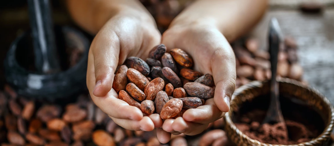 Cocoa beans holded in a pair of hands.