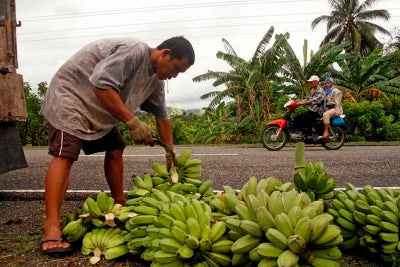 Man arranging bananas by the road. Malita, Davao City, Philippines. Photo - Kate Bacungco / World Bank