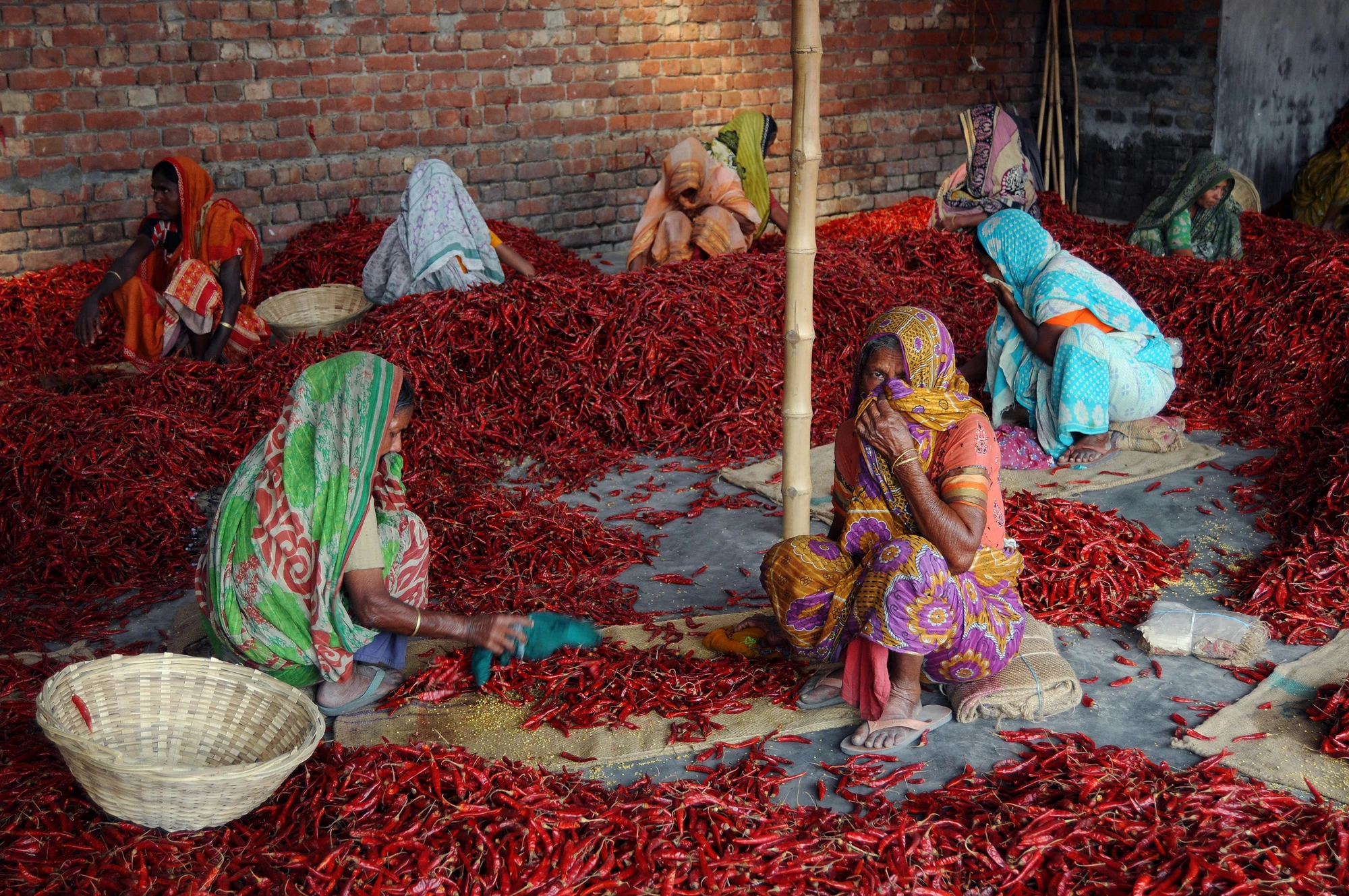 Women chili workers are busy working in chili field playin a great role in their family economy. Courtesy of Photoshare.