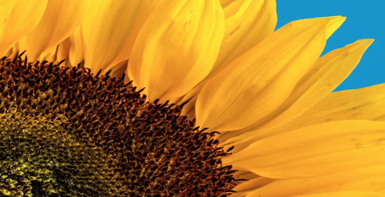 Report cover: Sunflower on a blue background representing Ukraine's flag.