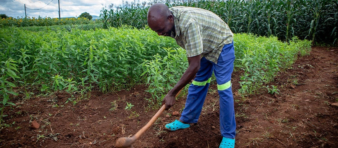 Farmer harvesting crops