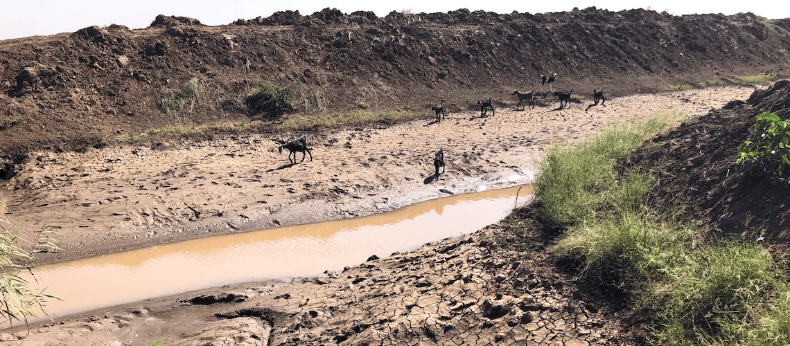 Chèvres au bord d?un canal touché par la sécheresse à Suba (Soudan) au Soudan. Crédits photo : Yukio Tanaka