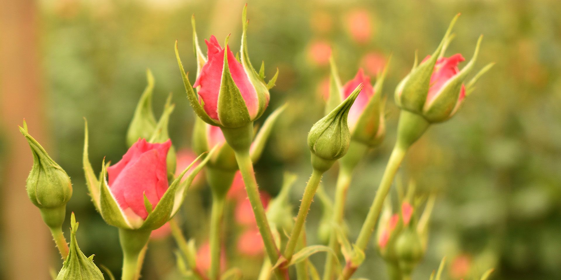 How a Kenyan Flower Producer Bloomed Through COVID19