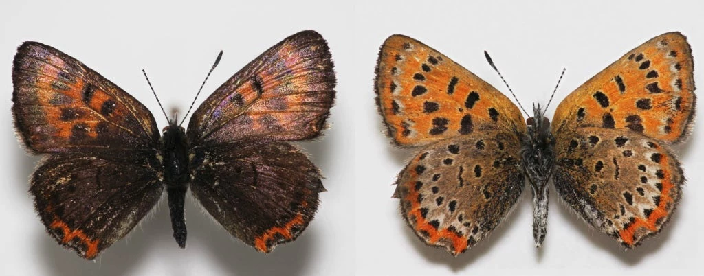 Newly discovered butterfly species Lycaena helle