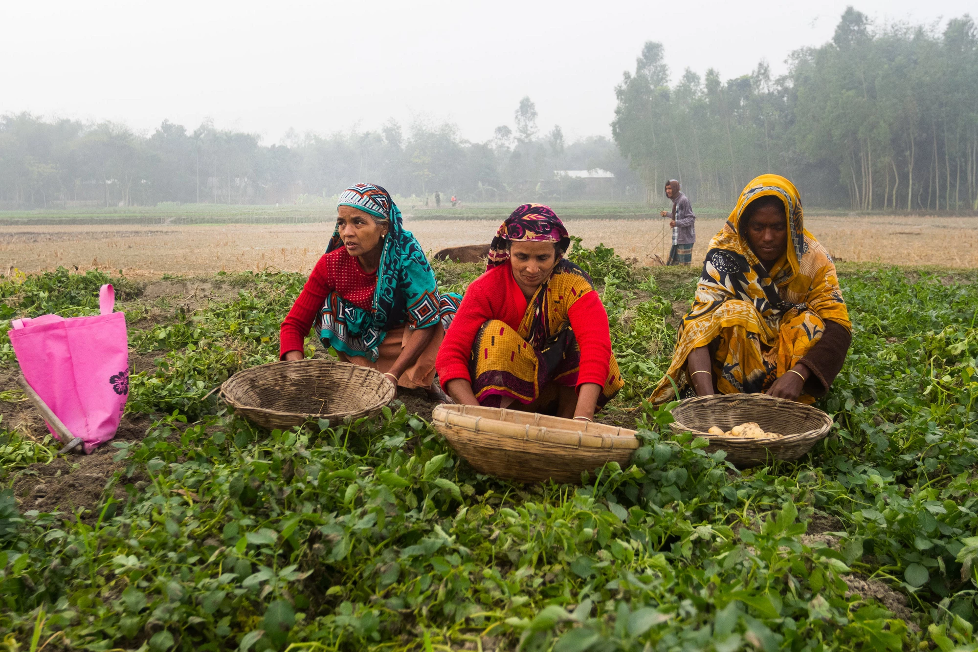 Three Bangladeshi women working in a potato field. Photo: Shutterstock