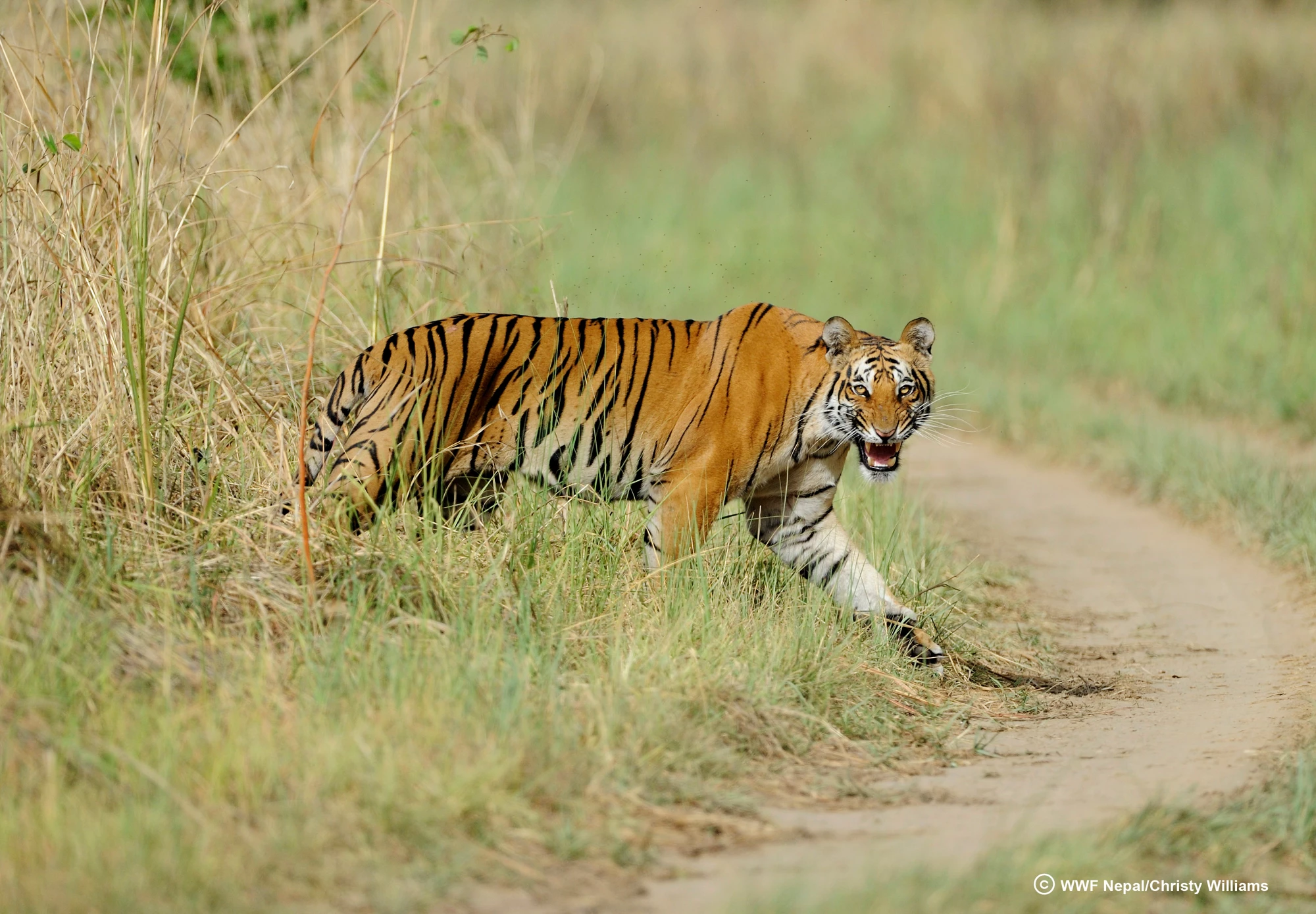 Tiger, Nepal