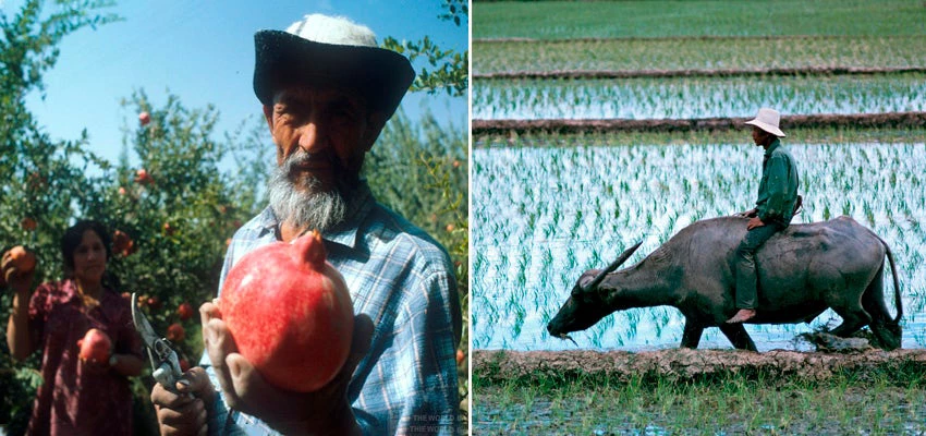Man in pomegranate farm; man and water buffalo farming a field