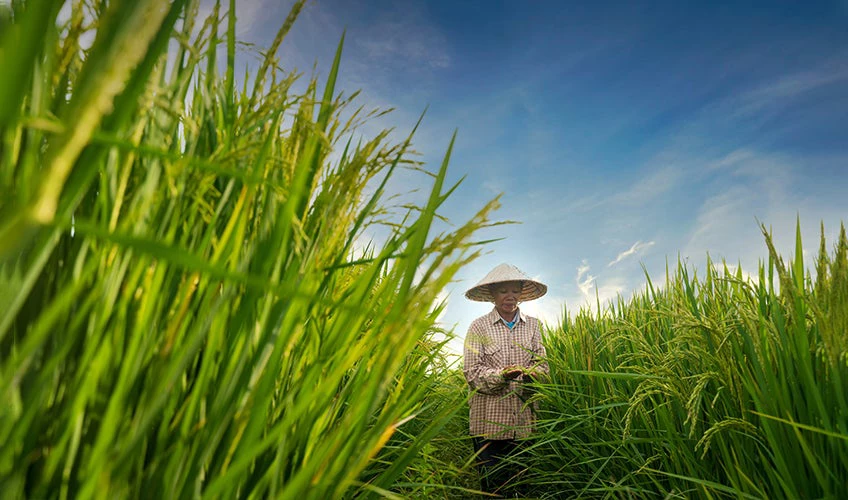 A rice farmer in Southeast Asia examines her crops. 
