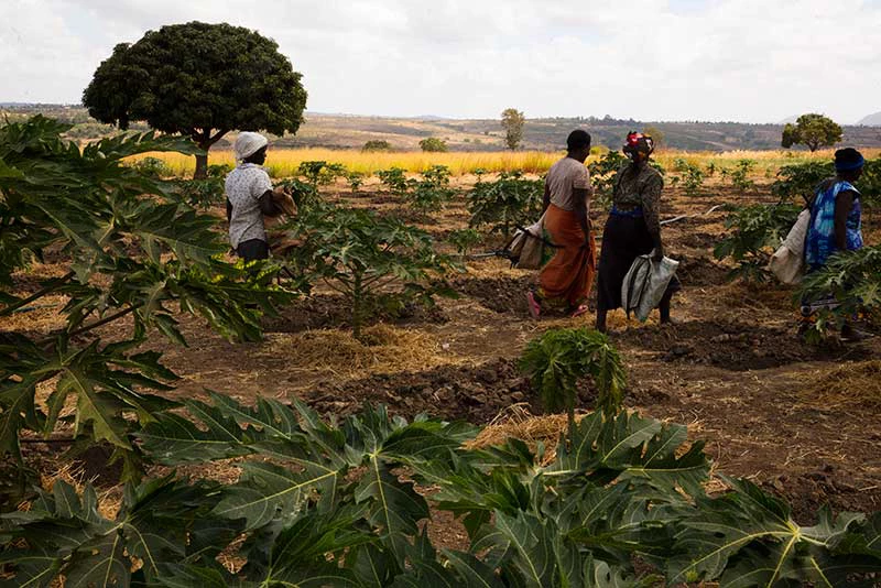 Farm workers walk the fields of papaya on the Green Belt Farm in Ngoliba Village on February 12, 2018. The farm invested in Sunculture, a solar panel irrigation system that helps irrigate their fields. Photo © Dominic Chavez/IFC    