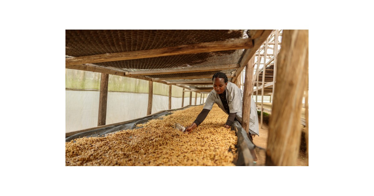 Coffee beans meet green rules: Reconciling climate and development goals
