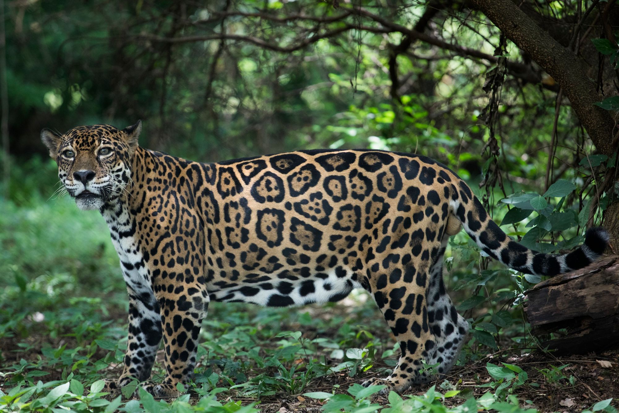 A jaguar at the Centro de Rescate Las Pumas in Canas, Costa Rica August 9, 2018. Photo © Dominic Chavez / International Finance Corporation                          