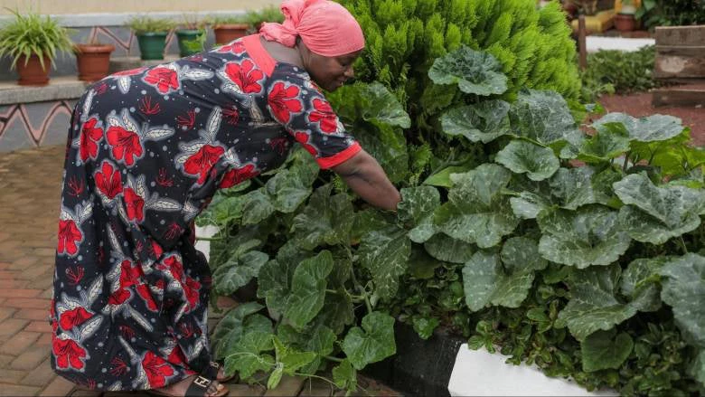 Kampala (Ouganda) : Asia Mbajja Namusoke plante des légumes adaptés au climat.