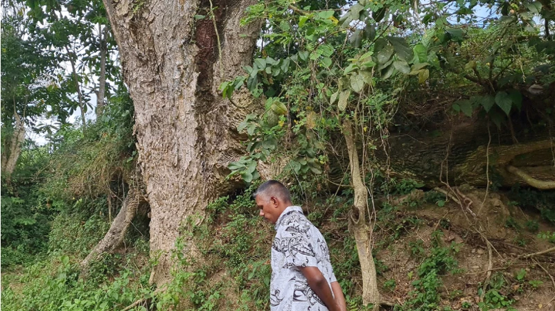 A waterline on the side of a gigantic tree trunk now at least four feet higher after a recent flood. © World Bank