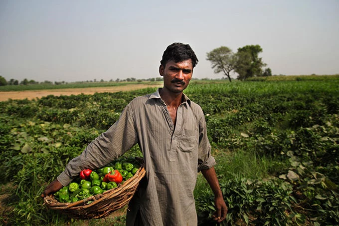 Farmer working in the fields of Kasur, Punjab