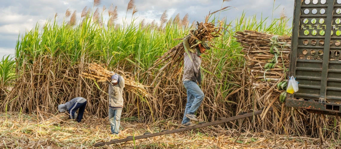 Workers in a sugar cane field