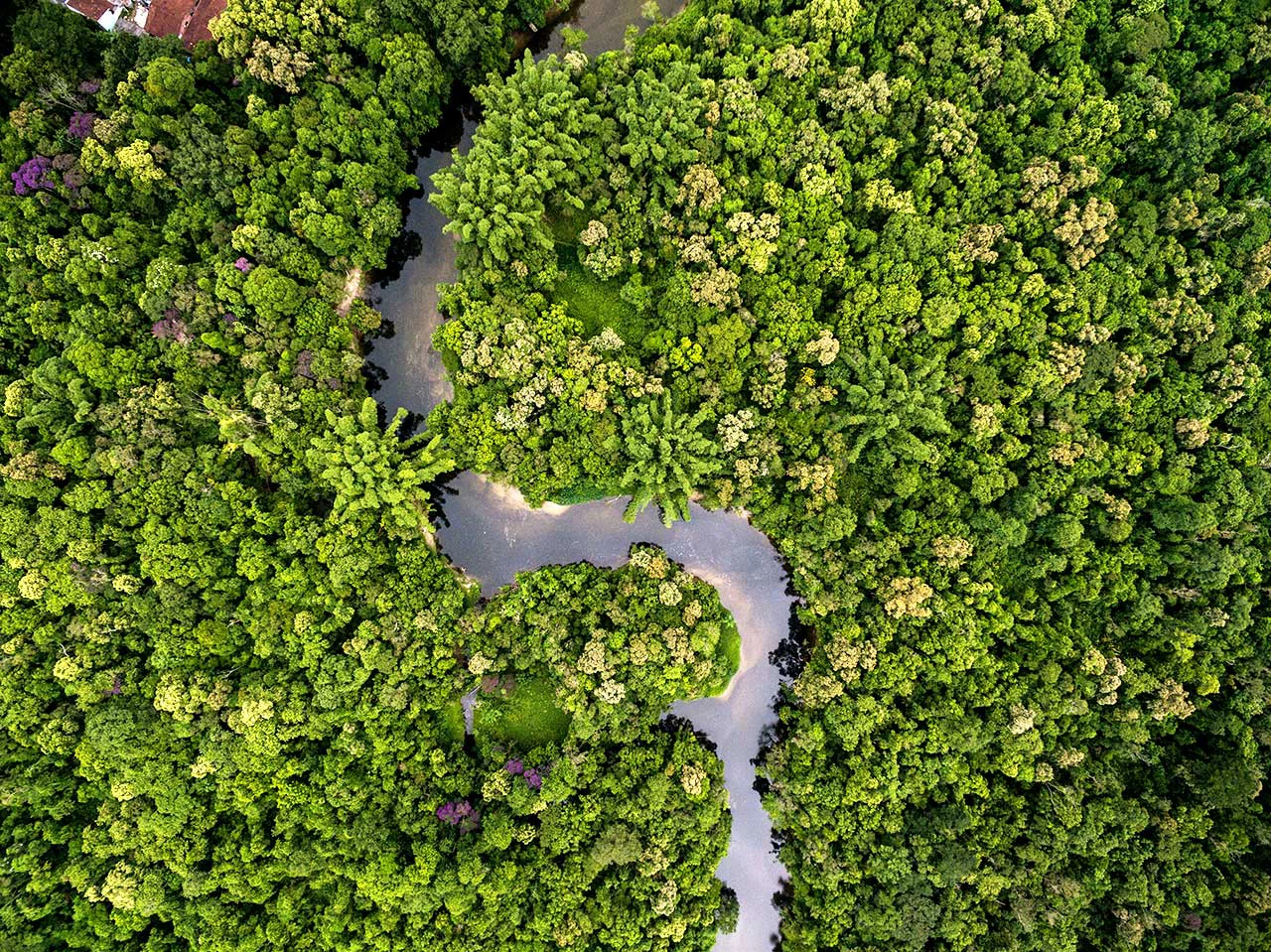 Aerial View of Rainforest in Brazil.