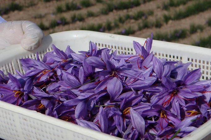 The Afghanistan Rural Enterprise Development Project has linked rural producers, inlcuding saffron farmers with markets to create businesses and provide employment opportunities to many Afghan women and men.