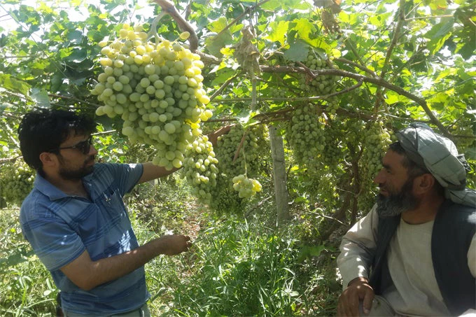 Agriculture and Livestock in Afghanistan