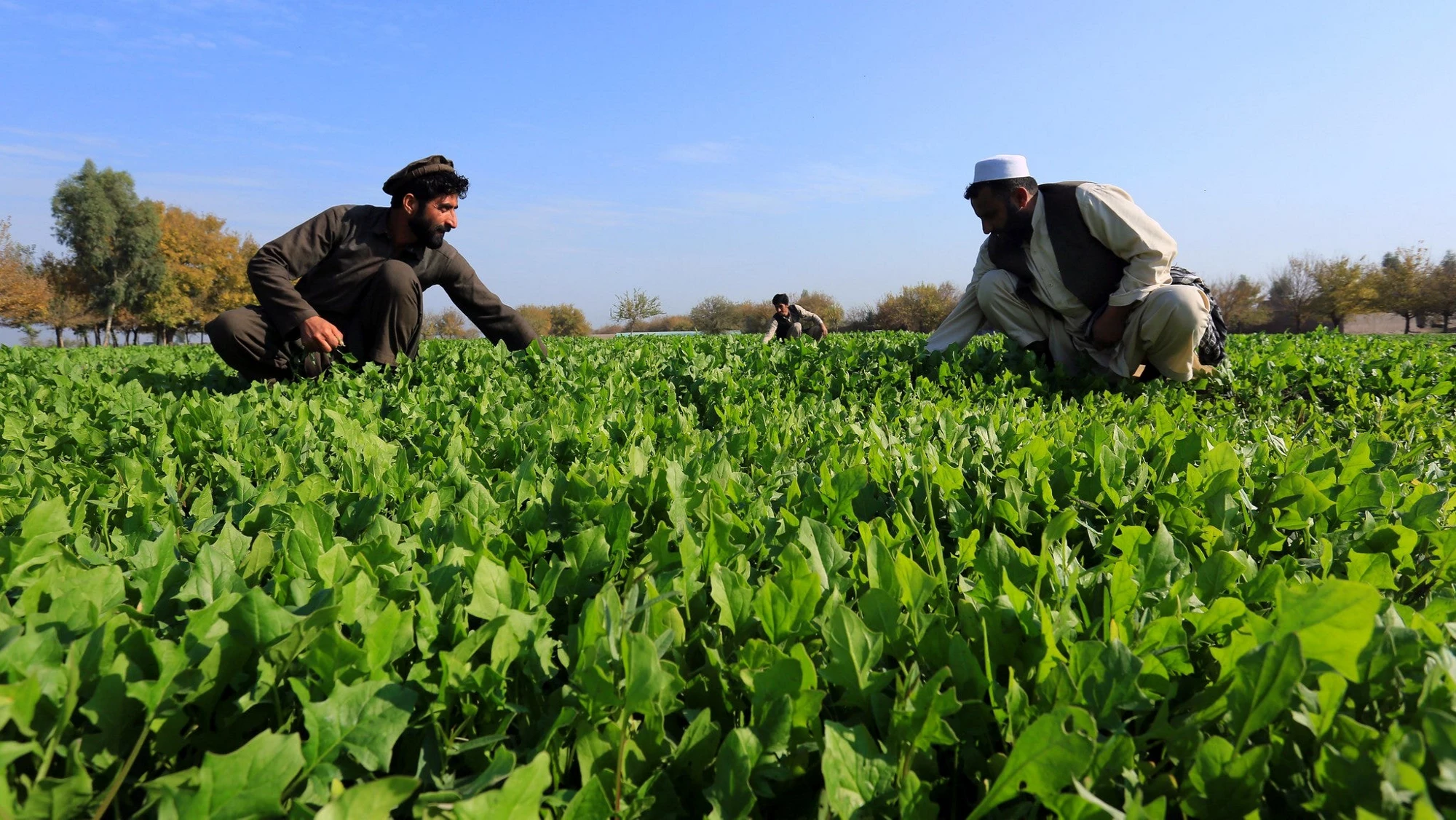 Des agriculteurs afghans vérifiant leurs récoltes ©Rumi Consultancy/Banque mondiale