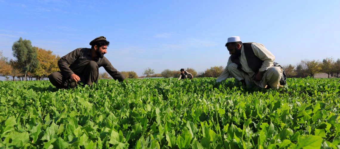 Afganistán. Los agricultores revisan los cultivos. © Rumi Consultancy/ Banco Mundial