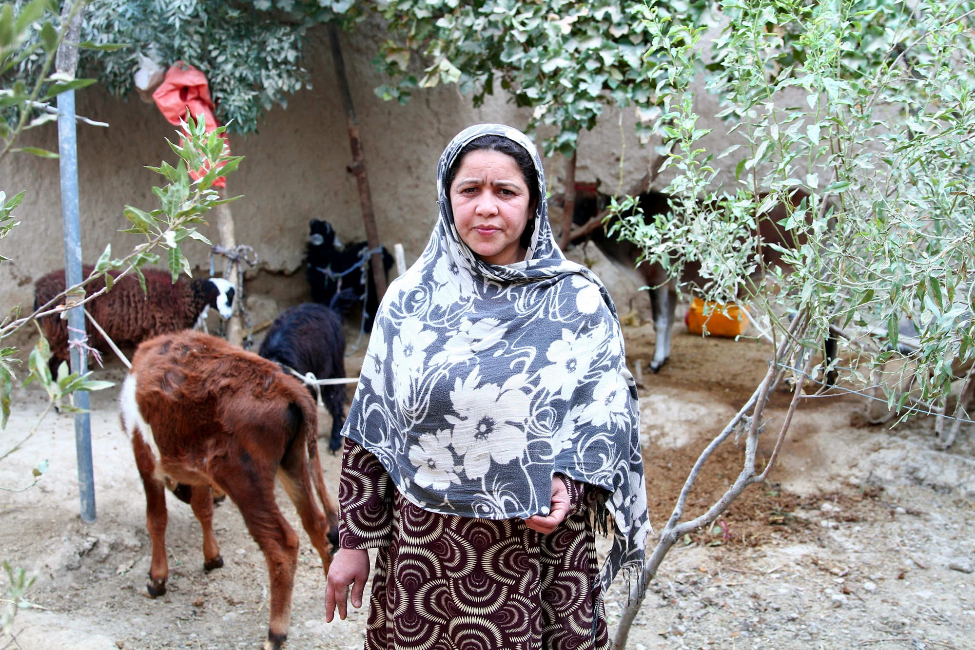 Une femme afghane et son bétail. Les familles inscrites au programme ont reçu des vaches, des moutons et des chèvres. Photo : © Mécanisme de microfinance et de soutien pour l?Afghanistan.