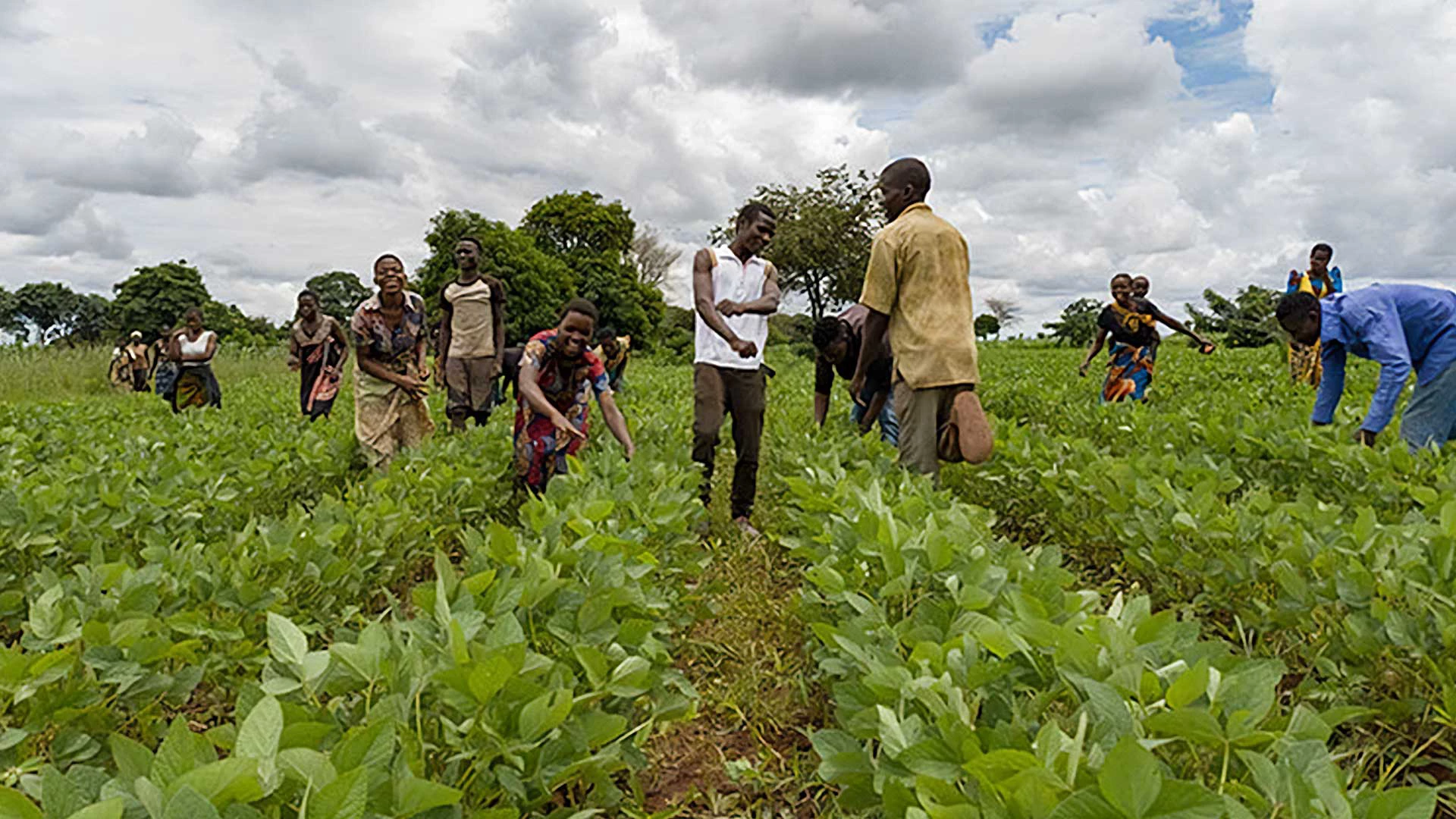 Youth farmers manually removing weeds in a soya field. Photo: Homeline Media/World Bank