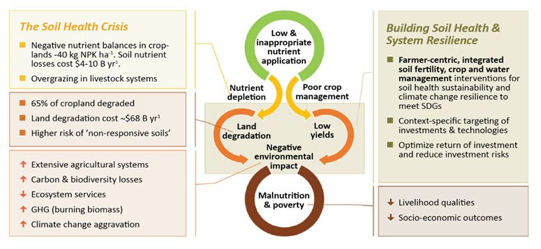 Sowing Seeds of Change to Build Soil Health and Food Systems’ Resilience in Africa