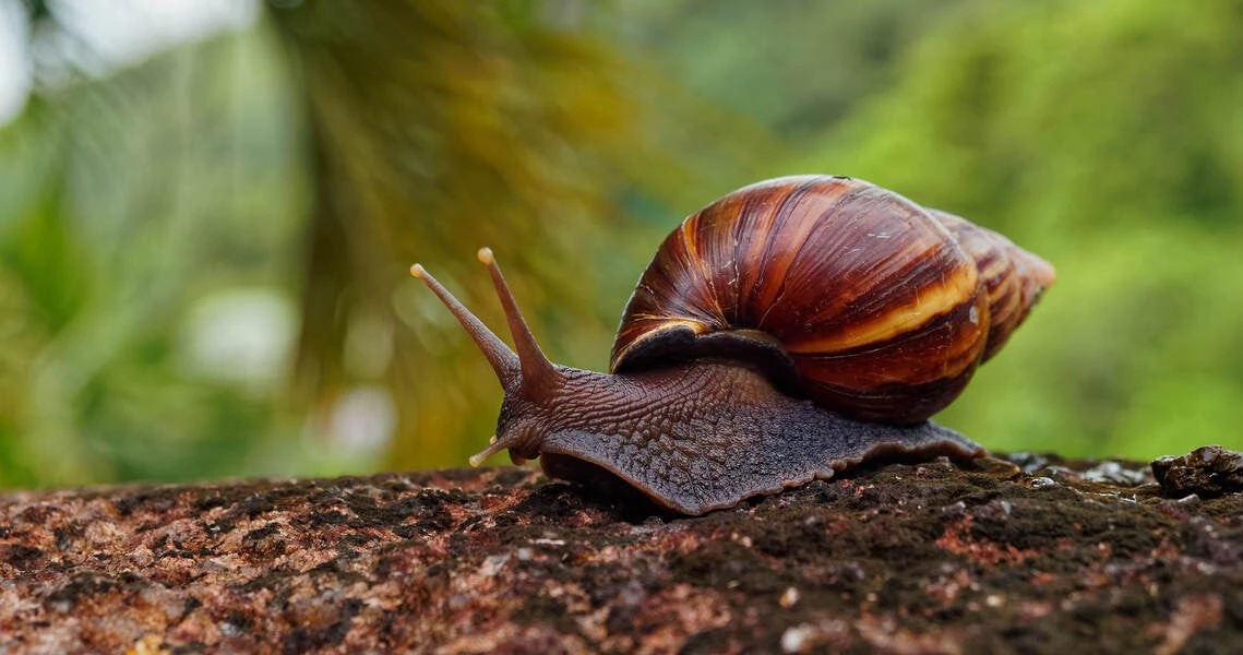 African Giant Snail. Photo Credit: World Bank