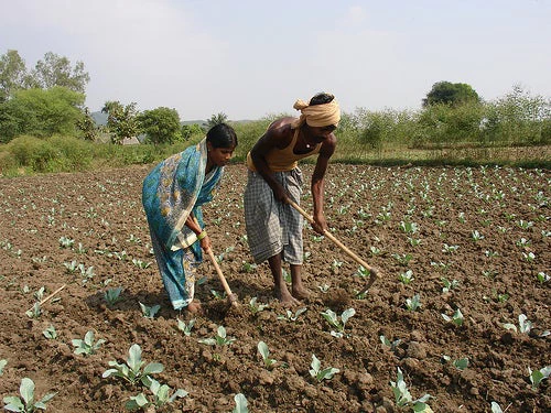 Crop insurance can improve the lives of farmers, who make up the majority of the world's poor. (Credit: Mukul Soni, Flickr Creative Commons)