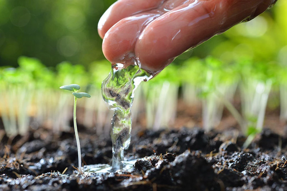 Agricultor regando una planta joven. iStock/BancoMundial