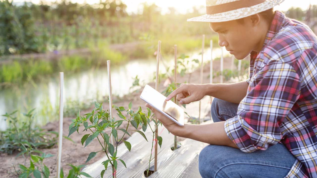 En Asie, un agriculteur utilise une tablette pour contrôler ses cultures. Photo : SKT Studio/AdobeStock