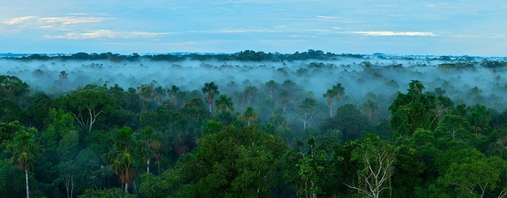 Sunrise in the rainforest. Amazon forest.