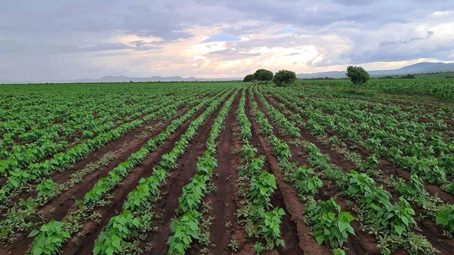 Angola Farm