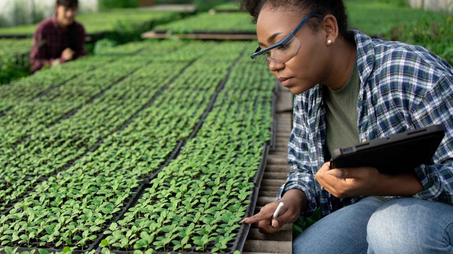 AgriConnect: Pequeños agricultores, empresas y financiamiento para la creación de empleo