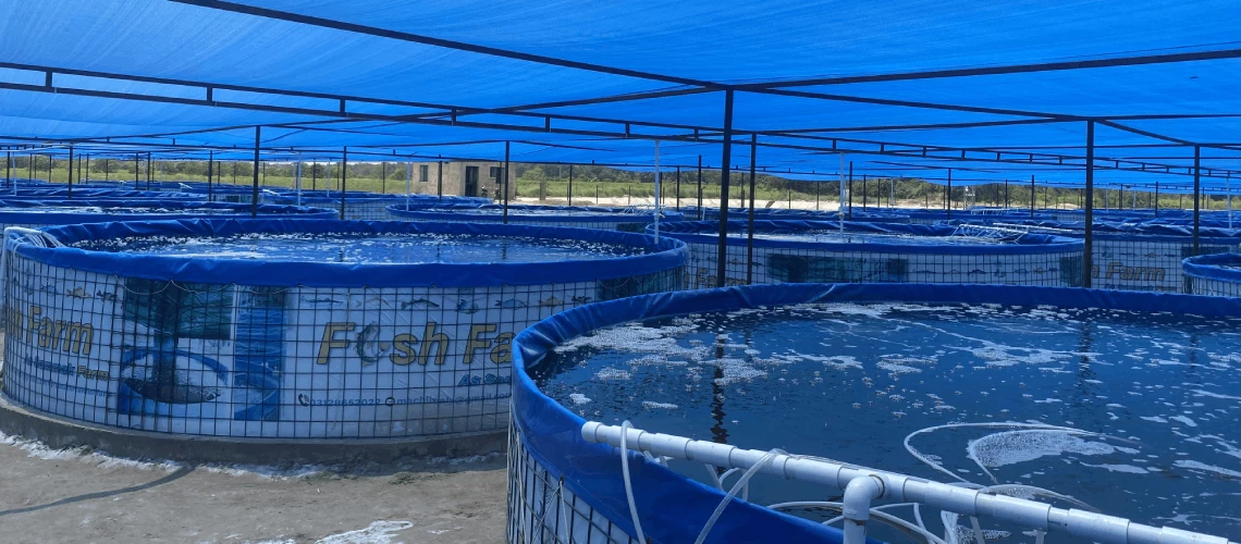 Biofloc Tilapia fish farm, Hyderabad, Pakistan