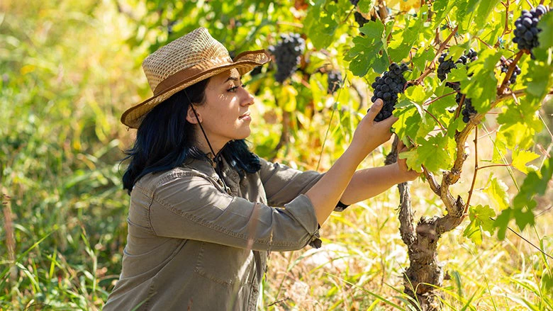 A lady picking grapes