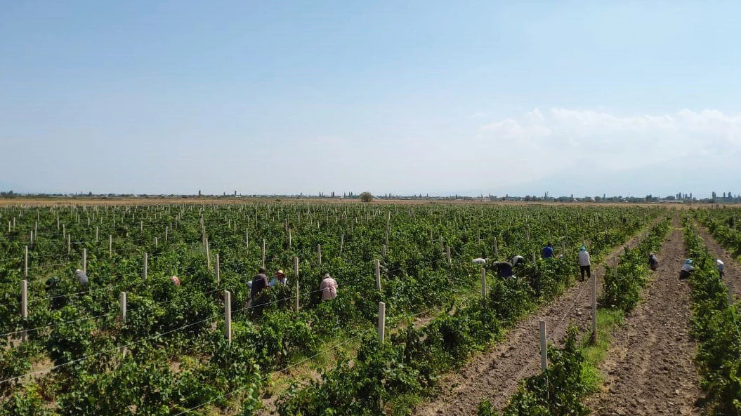 People collecting grapes in the vineyard