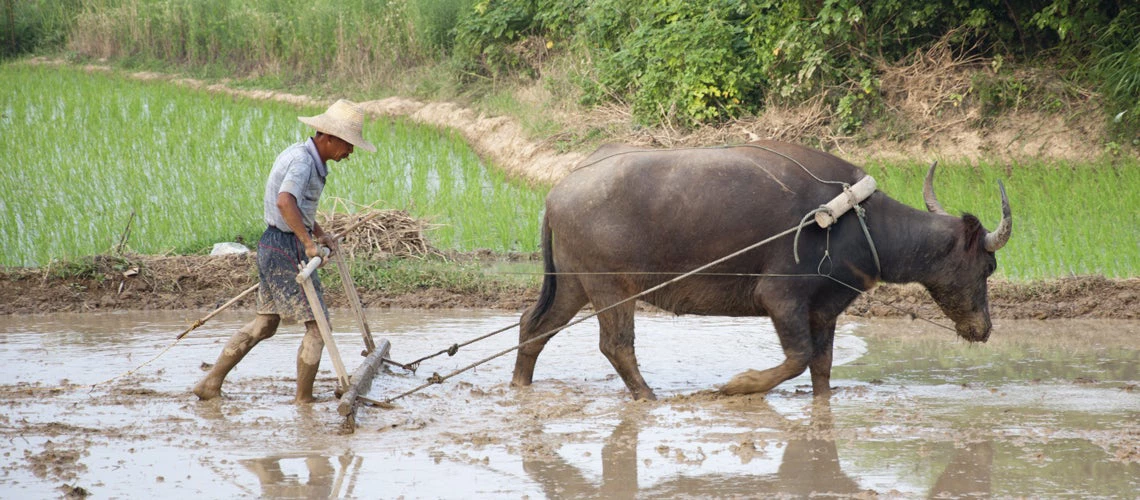 Farmer using a water buffalo to plow his field. woaiss / Shutterstock.com