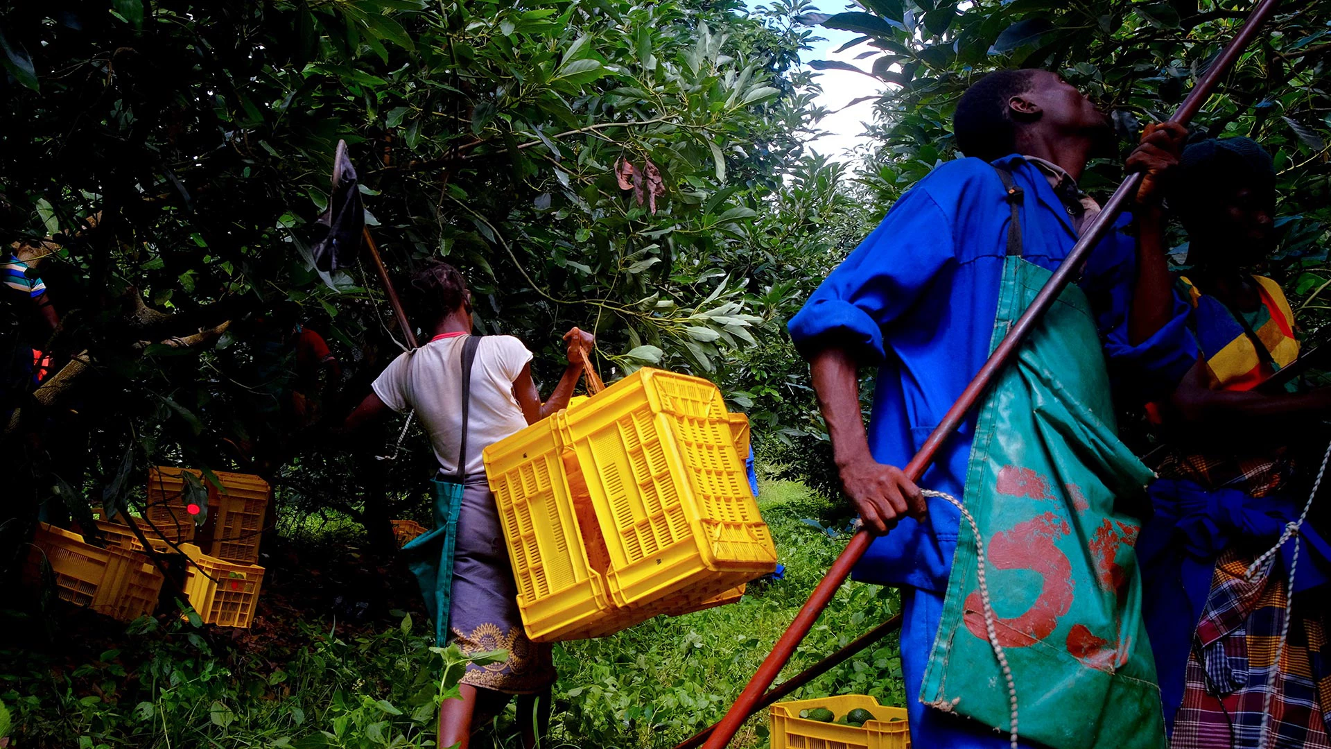 Westfalia Fruit. A woman carrying yellow boxes and a man picking the avocado



Photo Credit: IFC / Emídio Jozine