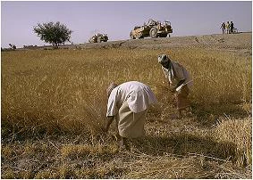 Harvesting crops. Bangladesh. Photo: Thomas Sennett / World Bank