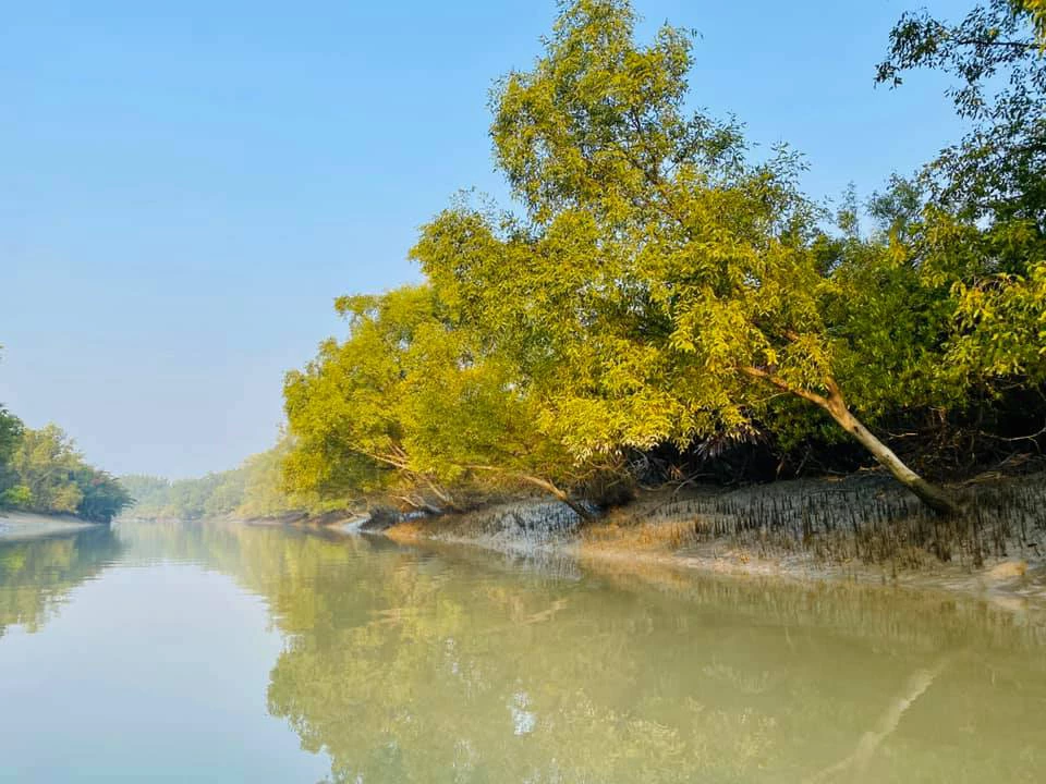 Research has found that mangrove trees can be an important ally for climate resilience. Photo courtesy: World Bank