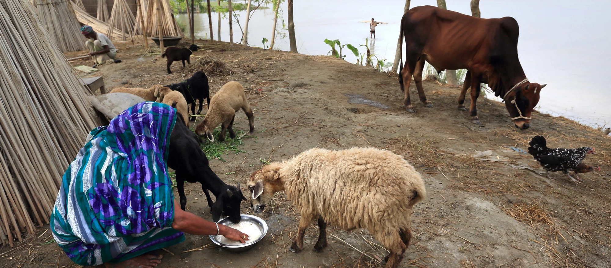 Emergency relief for Bangladesh?s pandemic-hit livestock sector