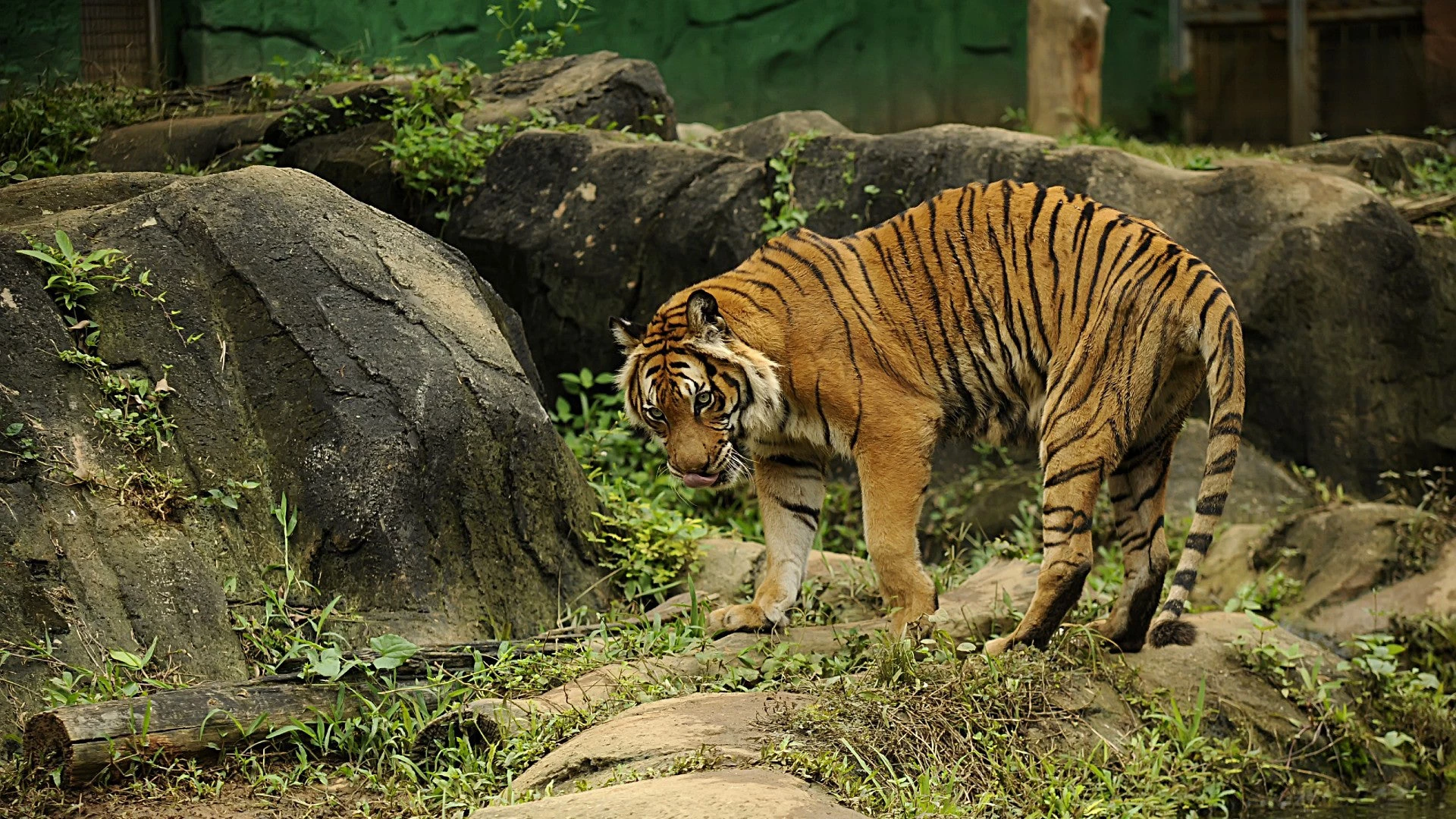 A Malayan Tiger at the Endau-Rompin National Park, Malaysia
