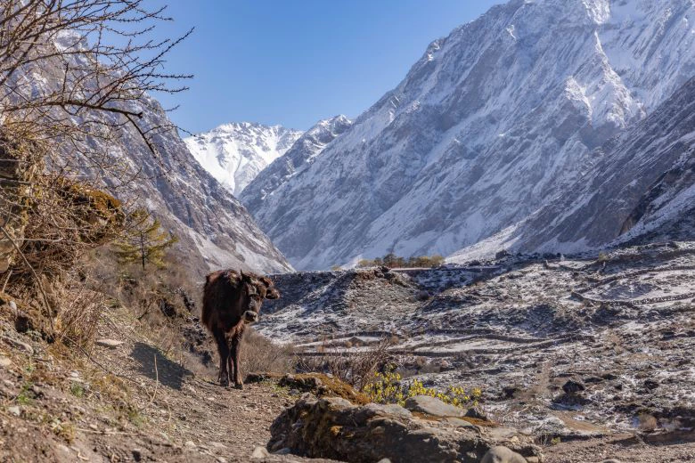 The terrain and the biodiversity of the Tsum valley